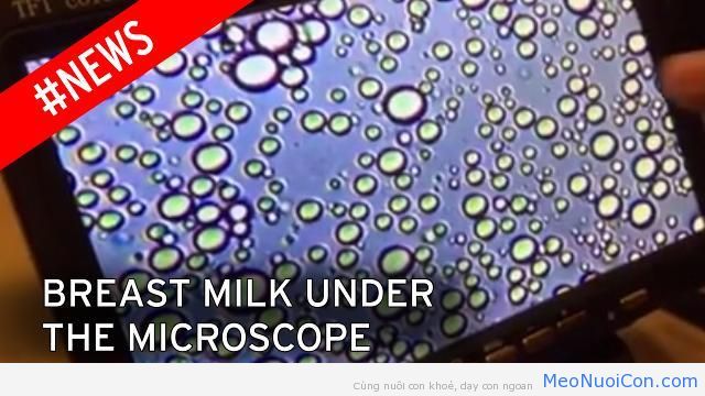 So sánh sự khác biệt đáng kinh ngạc giữa sữa mẹ, sữa công thức và sữa bò dưới kính hiển vi
