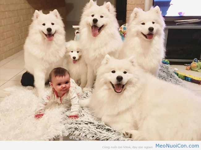 Gia đình nổi như cồn trên mạng xã hội với loạt ảnh chụp hai chị em và cả đàn chó cưng trắng như tuyết - Ảnh 8.