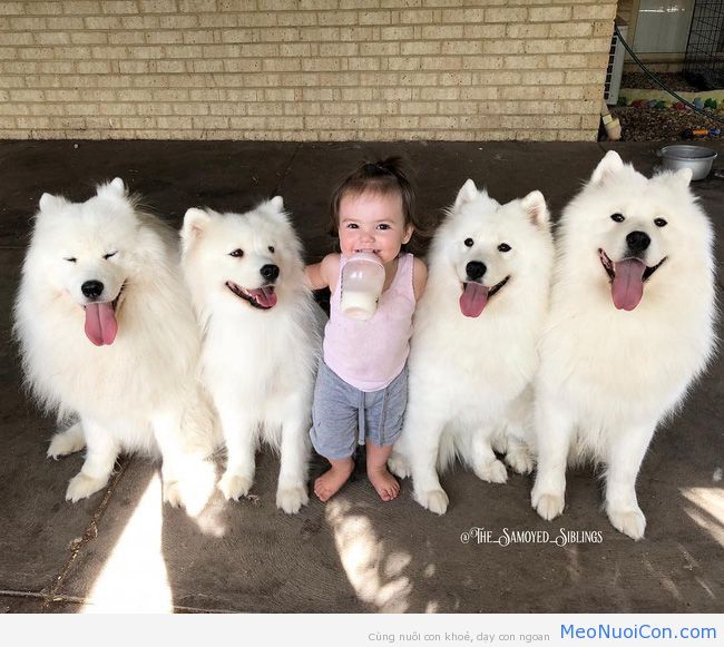 Gia đình nổi như cồn trên mạng xã hội với loạt ảnh chụp hai chị em và cả đàn chó cưng trắng như tuyết - Ảnh 5.