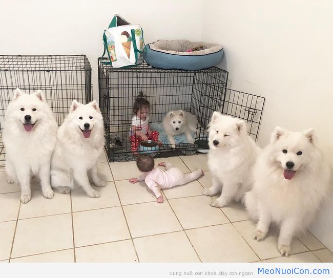 Gia đình nổi như cồn trên mạng xã hội với loạt ảnh chụp hai chị em và cả đàn chó cưng trắng như tuyết - Ảnh 9.
