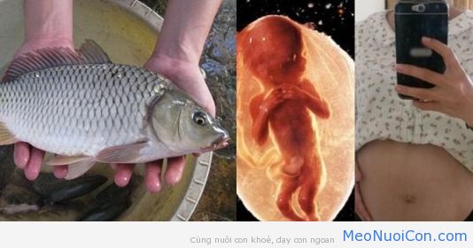Ăn cá “đúng chuẩn” này để hấp thụ chất “vào con không vào mẹ”, thai nhi tăng cân, thông minh bất chấp di truyền