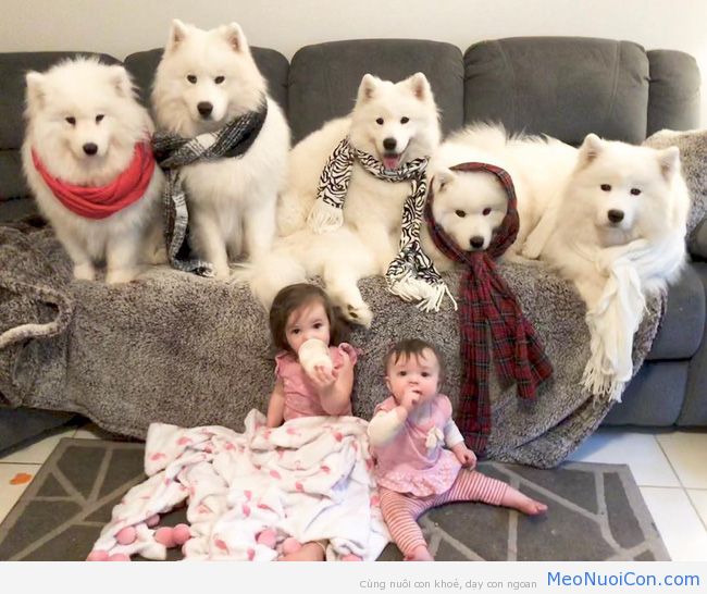 Gia đình nổi như cồn trên mạng xã hội với loạt ảnh chụp hai chị em và cả đàn chó cưng trắng như tuyết - Ảnh 1.