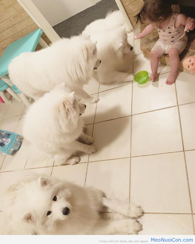 Gia đình nổi như cồn trên mạng xã hội với loạt ảnh chụp hai chị em và cả đàn chó cưng trắng như tuyết - Ảnh 12.