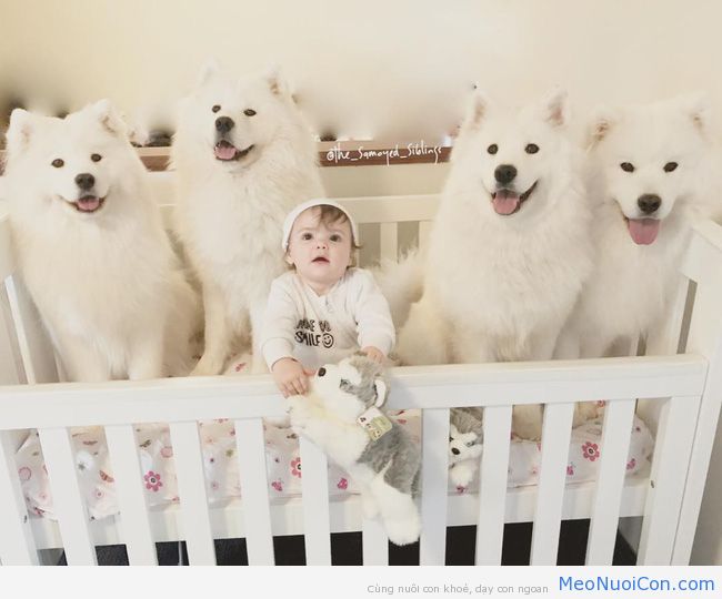Gia đình nổi như cồn trên mạng xã hội với loạt ảnh chụp hai chị em và cả đàn chó cưng trắng như tuyết - Ảnh 13.