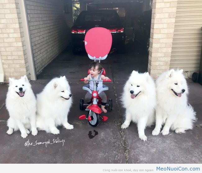 Gia đình nổi như cồn trên mạng xã hội với loạt ảnh chụp hai chị em và cả đàn chó cưng trắng như tuyết - Ảnh 14.