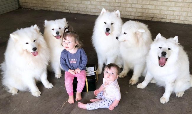 Gia đình nổi như cồn trên mạng xã hội với loạt ảnh chụp hai chị em và cả đàn chó cưng trắng như tuyết