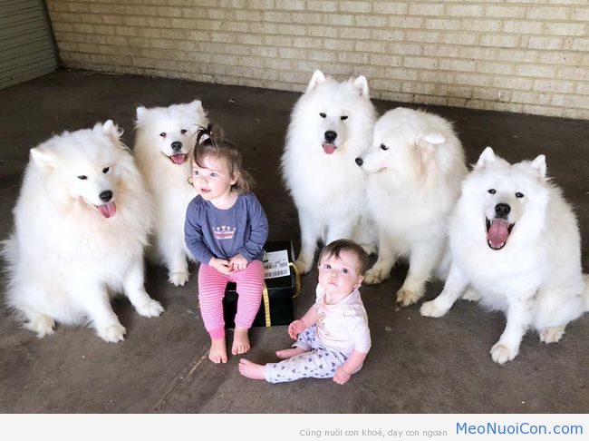 Gia đình nổi như cồn trên mạng xã hội với loạt ảnh chụp hai chị em và cả đàn chó cưng trắng như tuyết - Ảnh 3.