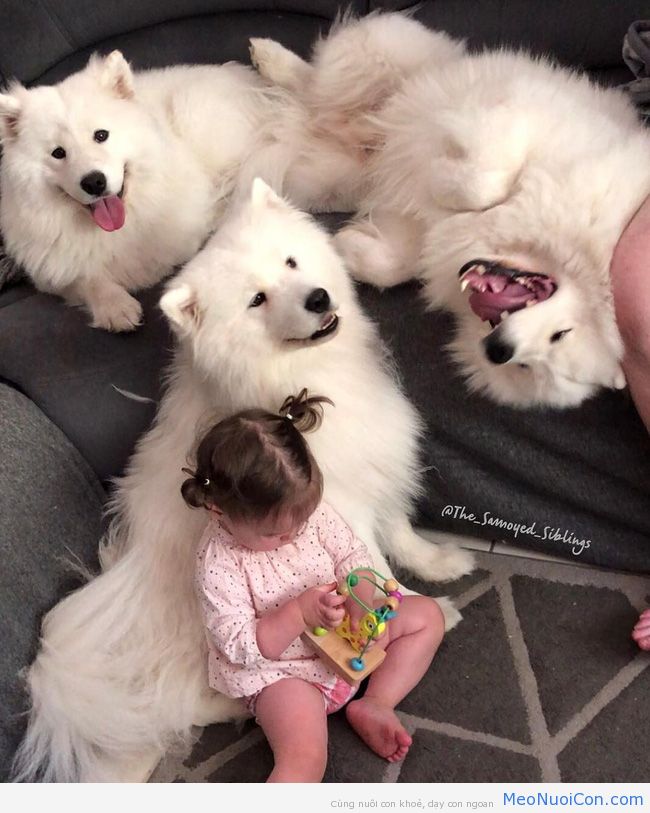 Gia đình nổi như cồn trên mạng xã hội với loạt ảnh chụp hai chị em và cả đàn chó cưng trắng như tuyết - Ảnh 6.