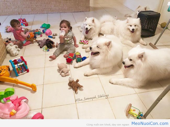 Gia đình nổi như cồn trên mạng xã hội với loạt ảnh chụp hai chị em và cả đàn chó cưng trắng như tuyết - Ảnh 11.