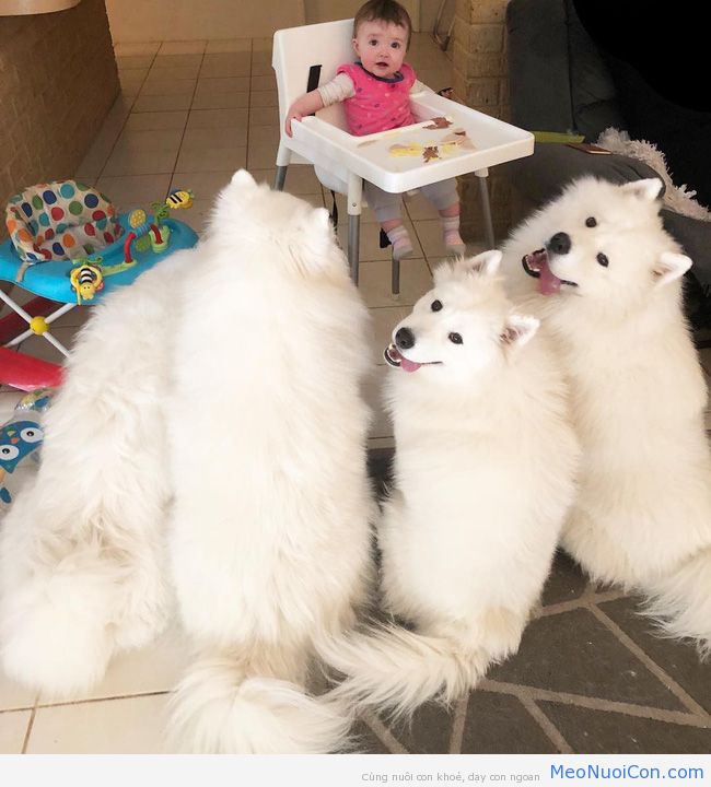 Gia đình nổi như cồn trên mạng xã hội với loạt ảnh chụp hai chị em và cả đàn chó cưng trắng như tuyết - Ảnh 18.