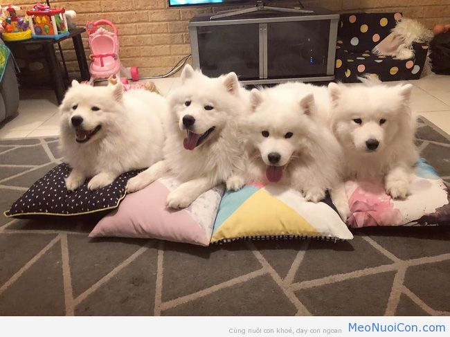Gia đình nổi như cồn trên mạng xã hội với loạt ảnh chụp hai chị em và cả đàn chó cưng trắng như tuyết - Ảnh 20.