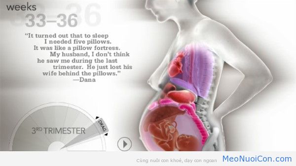 Kinh ngạc với hình ảnh các cơ quan nội tạng của người mẹ khi mang thai sẽ thay đổi như thế nào  - Ảnh 7.