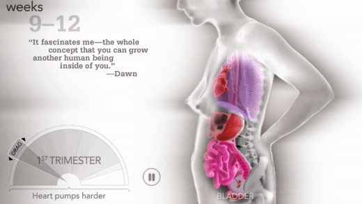 Kinh ngạc với hình ảnh các cơ quan nội tạng của người mẹ khi mang thai sẽ thay đổi như thế nào  - Ảnh 2.