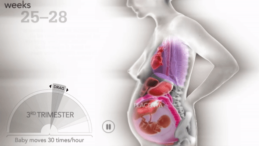 Kinh ngạc với hình ảnh các cơ quan nội tạng của người mẹ khi mang thai sẽ thay đổi như thế nào  - Ảnh 5.