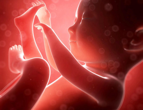 Các giai đoạn phát triển của bé trong tử cung mẹ