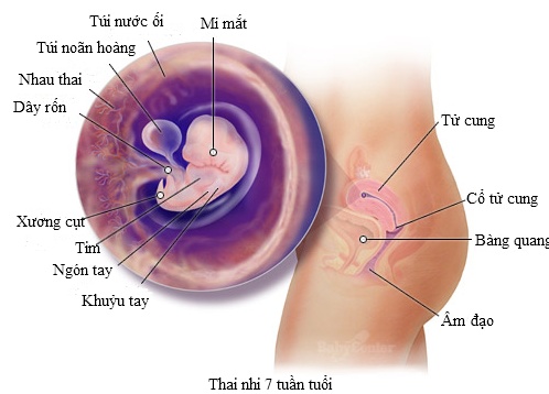 Hiện tượng bí ẩn nhất thai kỳ: sự hình thành trái tim của thai nhi 1